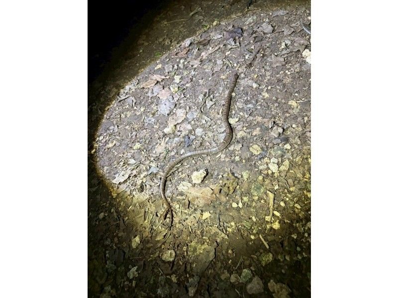 元気玉 のギャラリー