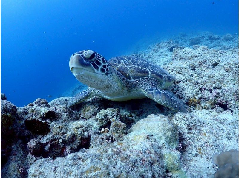 海遊びネジ のギャラリー