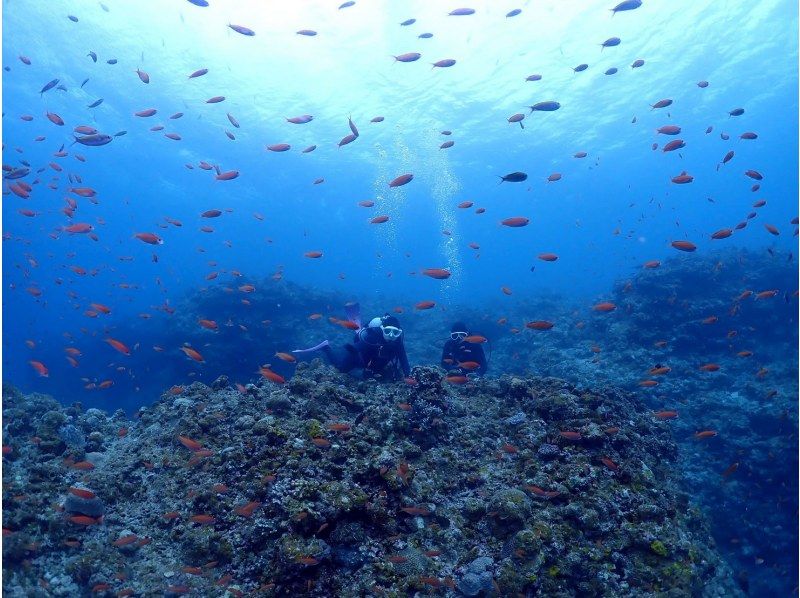 海遊びネジ のギャラリー