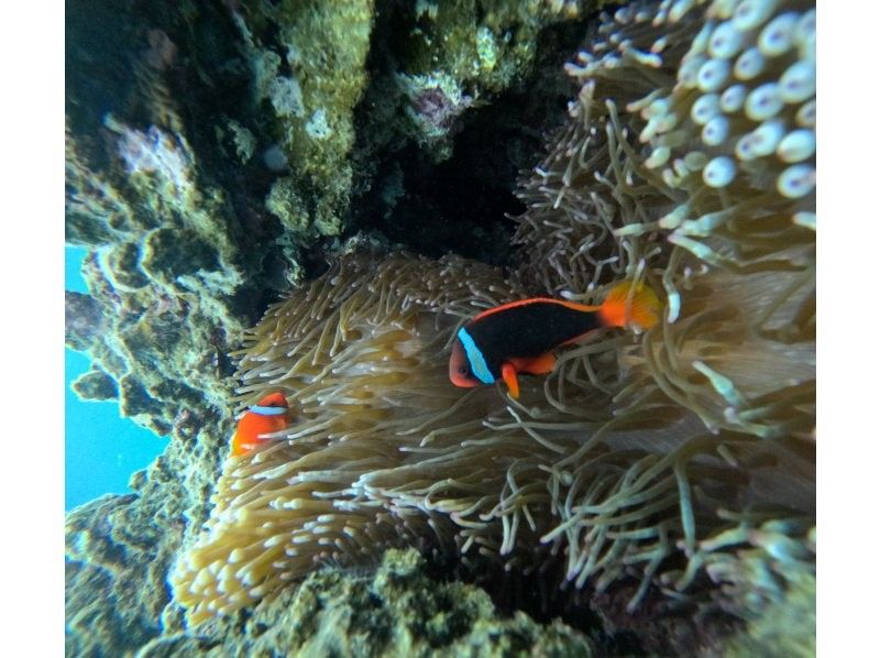 石垣島　ウミガメシュノーケル　マリンショップHAPPY のギャラリー