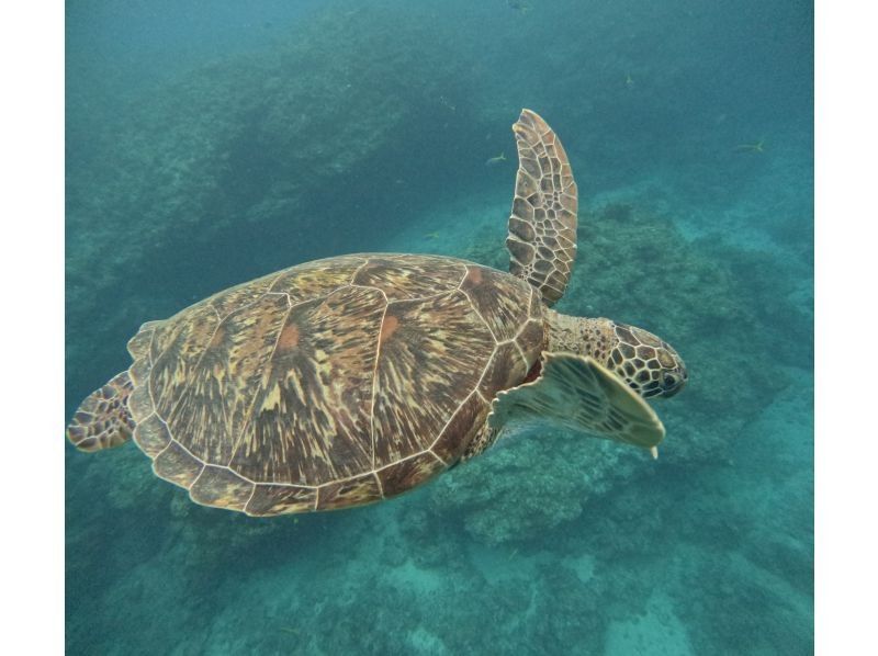 石垣島　ウミガメシュノーケル　マリンショップHAPPY のギャラリー