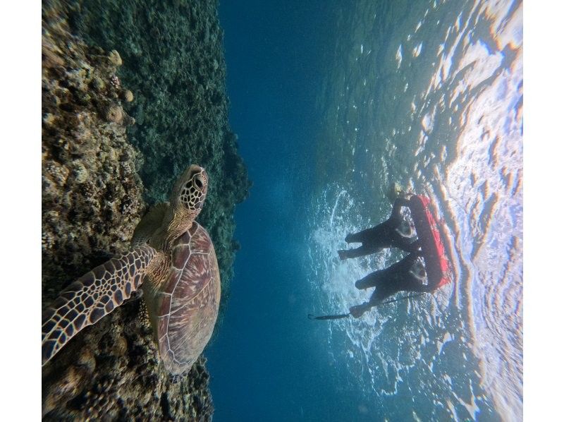 石垣島　ウミガメシュノーケル　マリンショップHAPPY のギャラリー