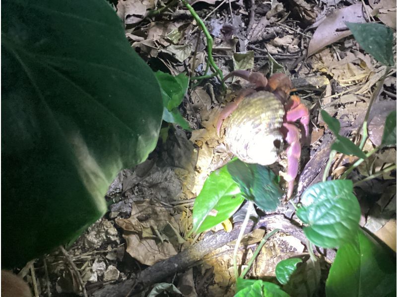 オースリーシュノーケル宮古島 のギャラリー