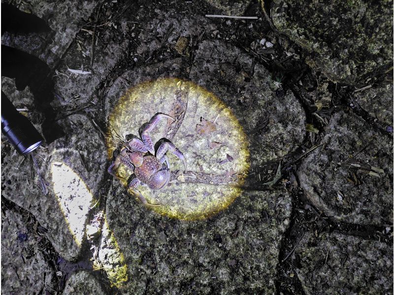 元気玉 のギャラリー