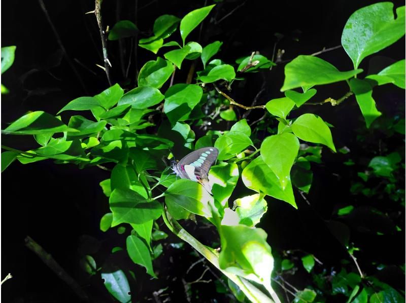 元気玉 のギャラリー