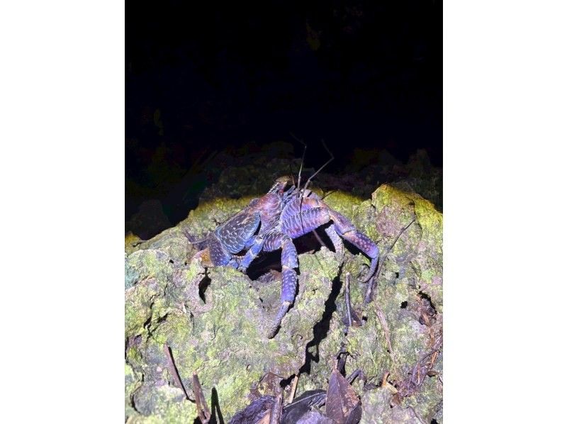 元気玉 のギャラリー