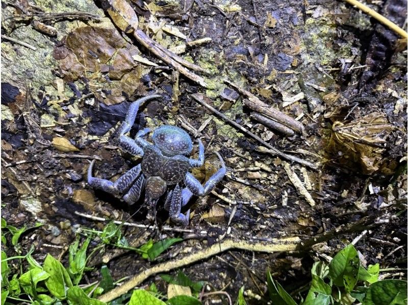 元気玉 のギャラリー