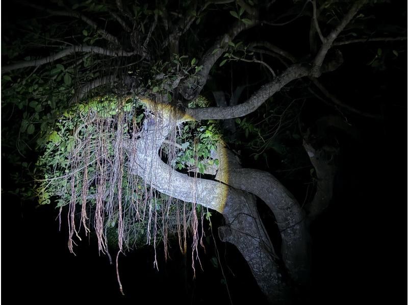 元気玉 のギャラリー