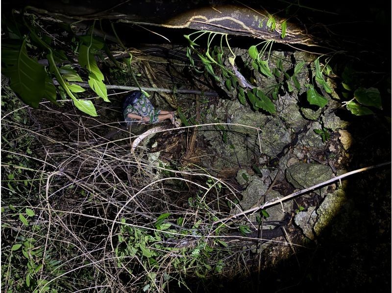 元気玉 のギャラリー