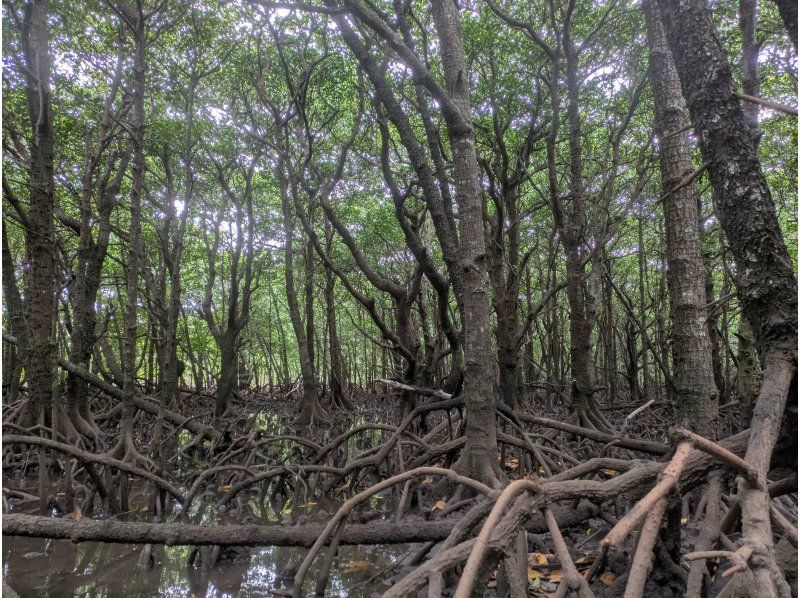石垣島 海ツアー のギャラリー