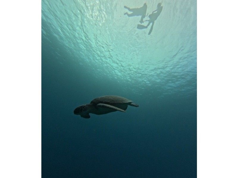 石垣島　ウミガメシュノーケル　マリンショップHAPPY のギャラリー