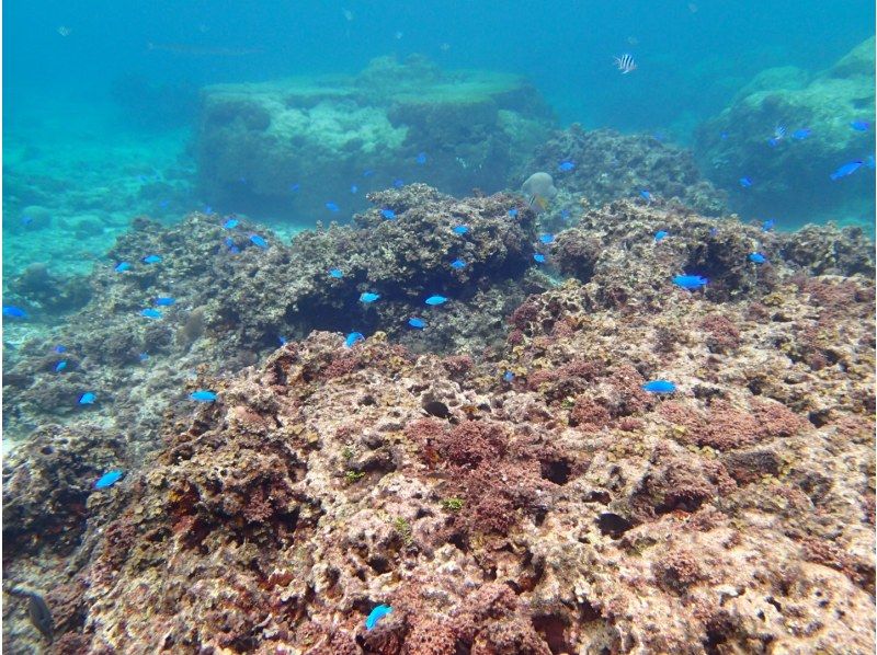 石垣島ツアーガイドAll Blue(オールブルー) のギャラリー