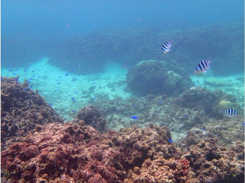 石垣島ツアーガイドAll Blue(オールブルー) のギャラリー