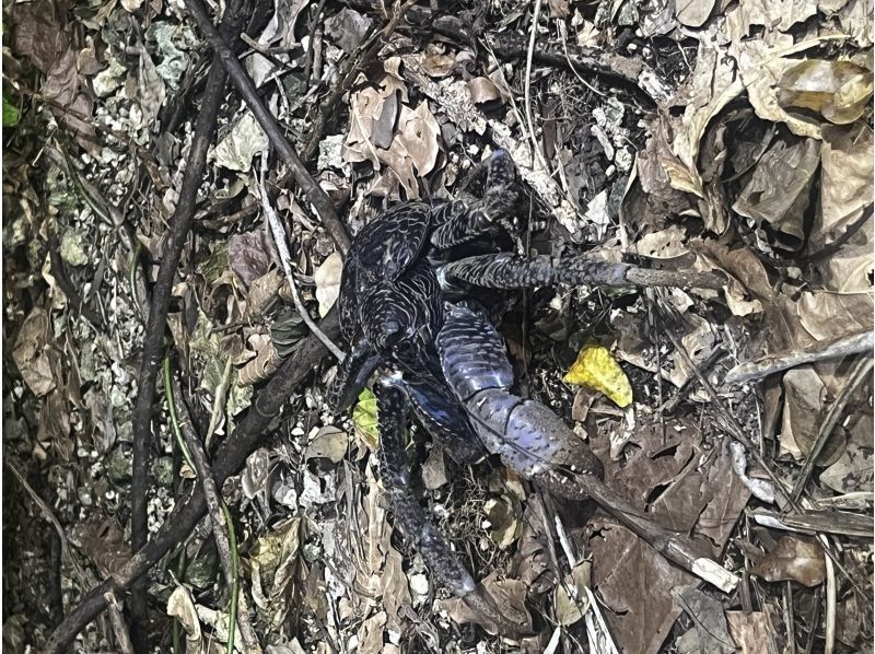 オースリーシュノーケル宮古島 のギャラリー