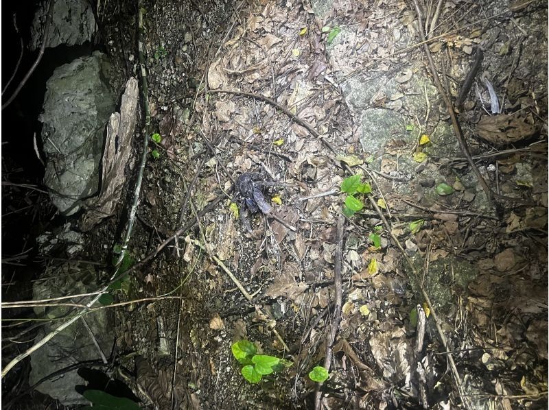 オースリーシュノーケル宮古島 のギャラリー