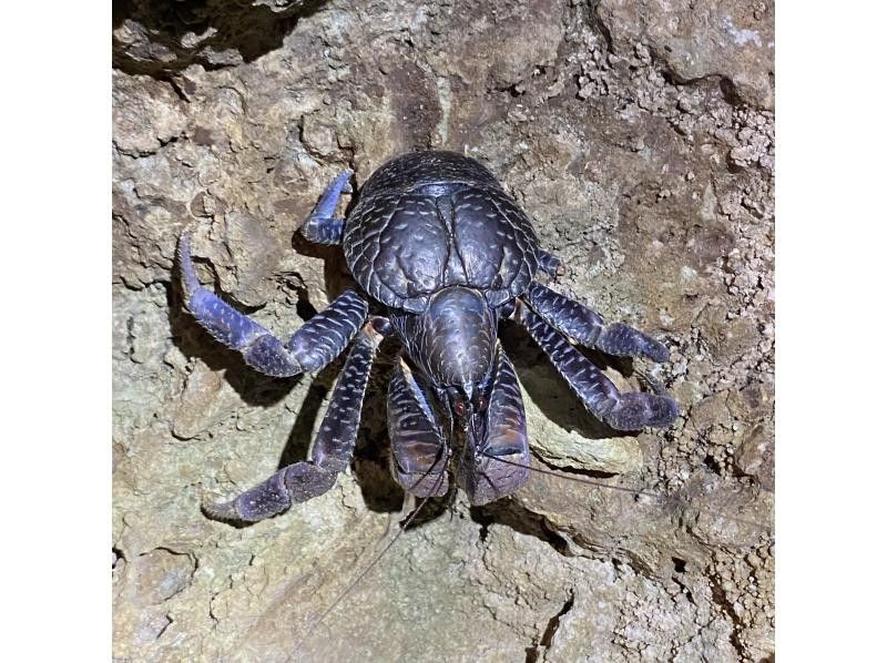 NATURE SHOP PAO のギャラリー