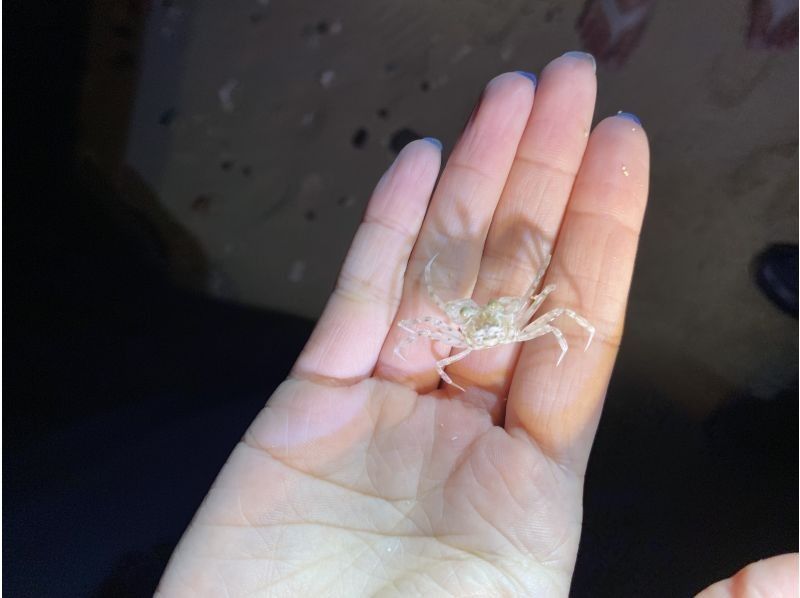 NATURE SHOP PAO のギャラリー