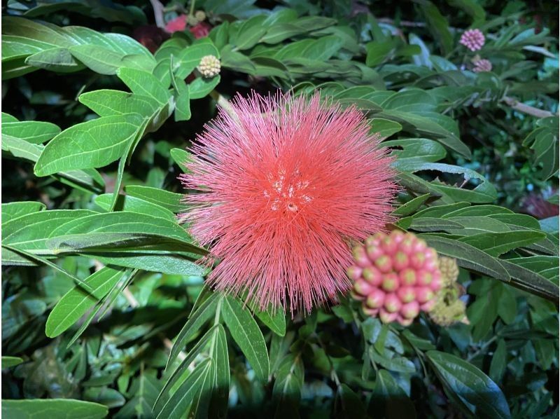 NATURE SHOP PAO のギャラリー