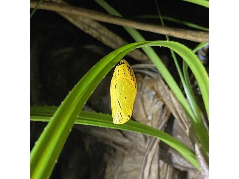 NATURE SHOP PAO のギャラリー