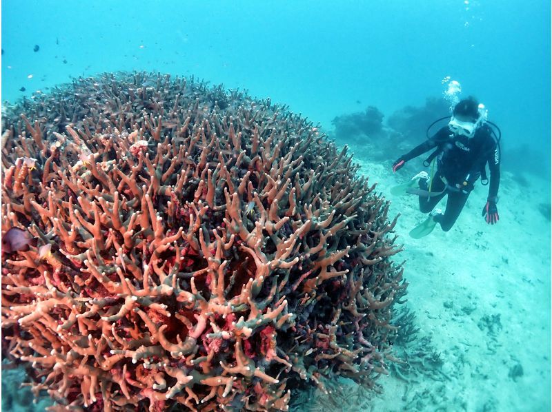 S2CLUB石垣島 のギャラリー