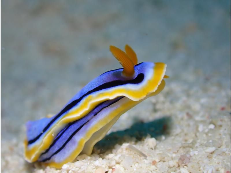 S2CLUB石垣島 のギャラリー