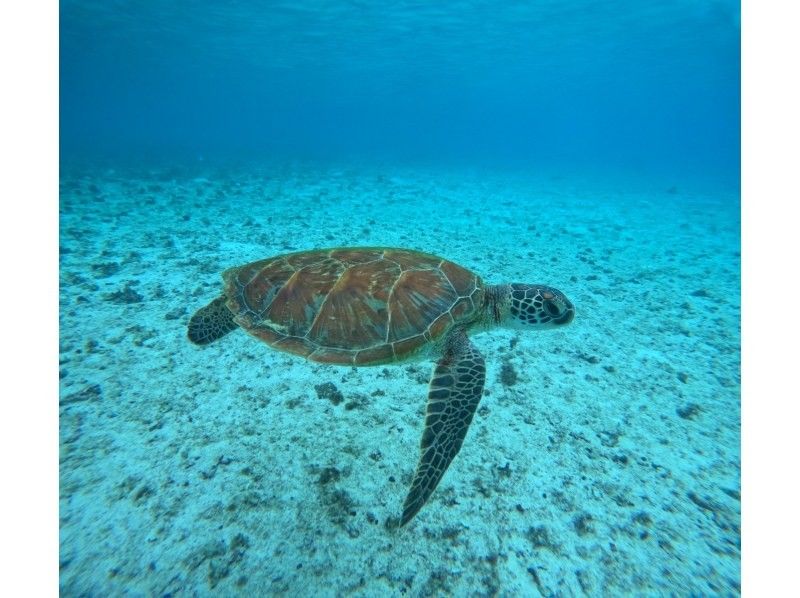 宮古島マリン SUGAR3 のギャラリー