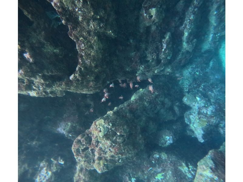 武藤潜水 のギャラリー