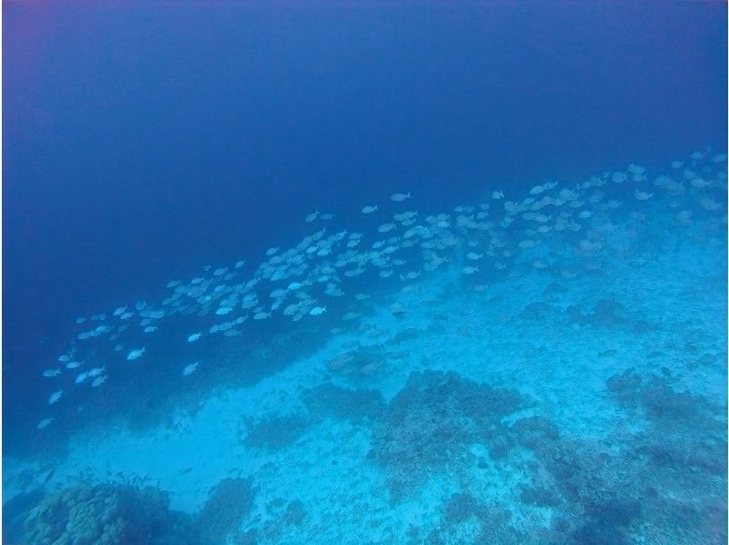 Blue Forest 宮古島(ブルーフォレスト) のギャラリー