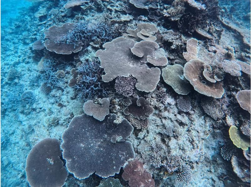 Blue Forest 宮古島(ブルーフォレスト) のギャラリー