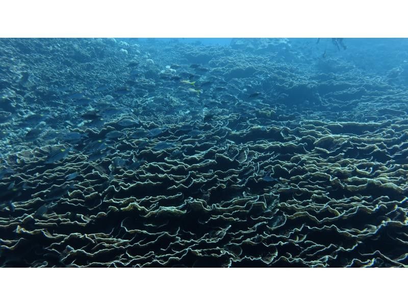 S2CLUB石垣島 のギャラリー