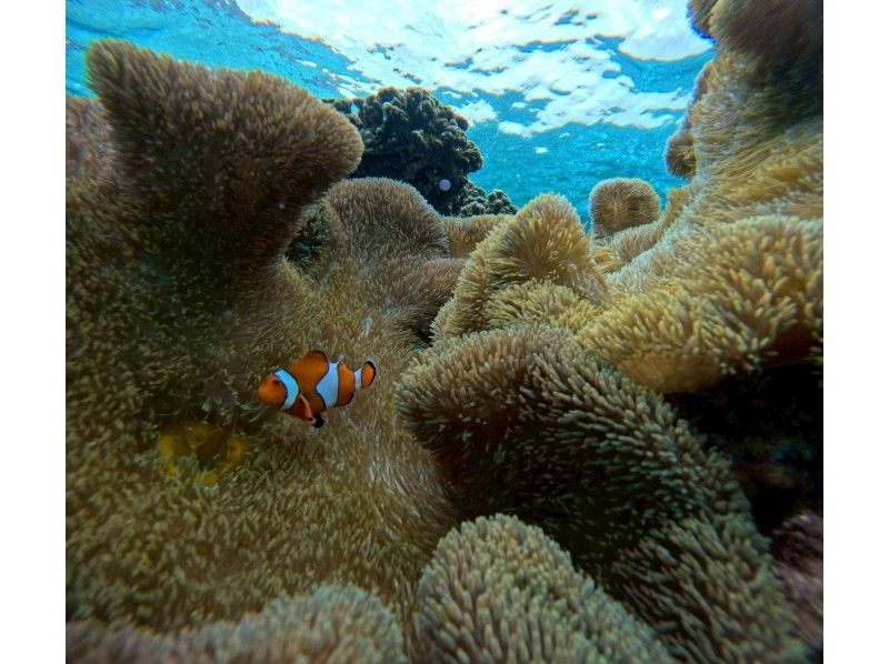 宮古島 ADVENTURE PiPi（ピピ） のギャラリー