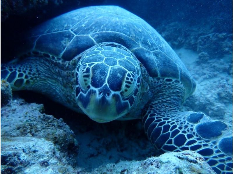 OceanStudio のギャラリー