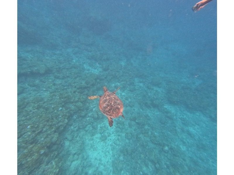 石垣島　ウミガメシュノーケル　マリンショップHAPPY のギャラリー