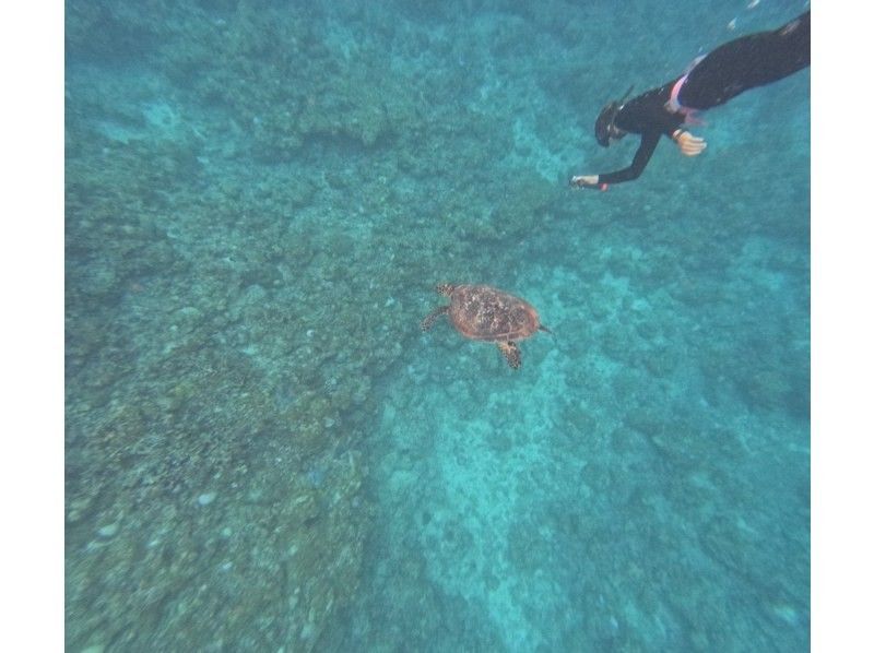 石垣島　ウミガメシュノーケル　マリンショップHAPPY のギャラリー