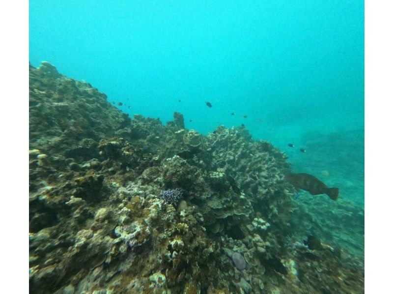 石垣島　ウミガメシュノーケル　マリンショップHAPPY のギャラリー