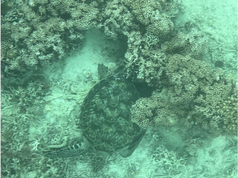 BLUE CORAL のギャラリー