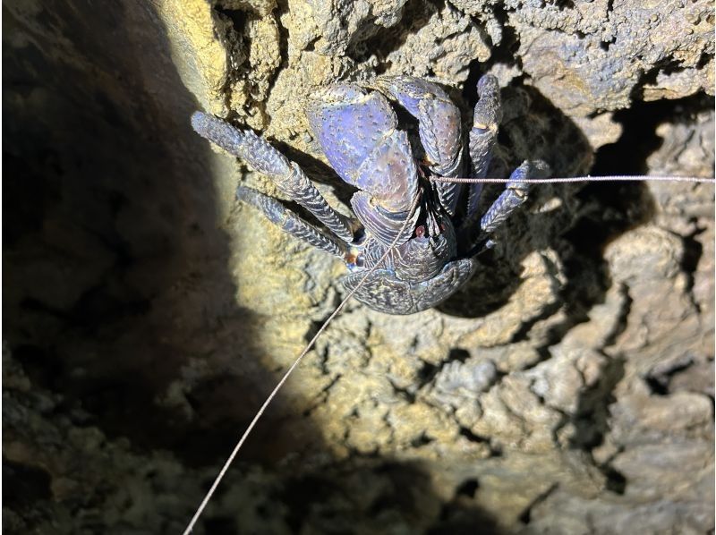 マーレ石垣島 のギャラリー