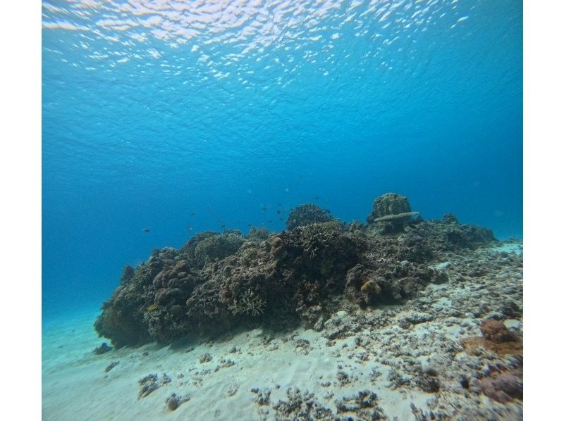 ピース のギャラリー