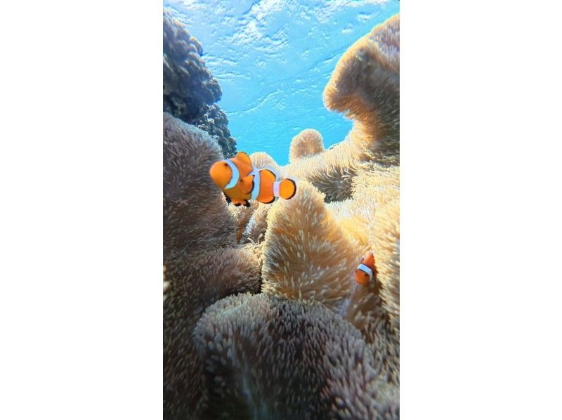 nico 宮古島 のギャラリー