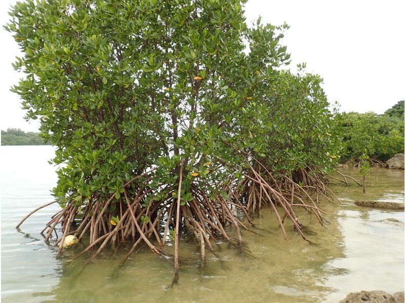 縄文トライブス　宮古島 のギャラリー