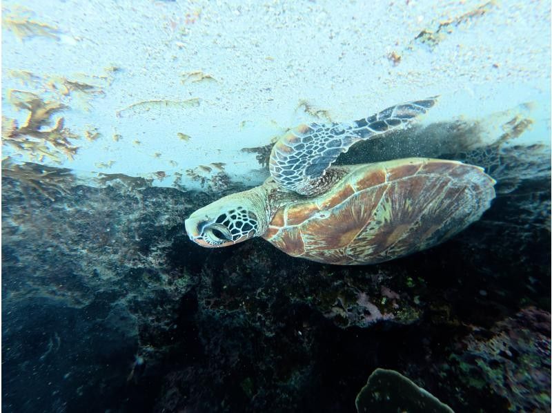 宮古島 ADVENTURE PiPi（ピピ） のギャラリー