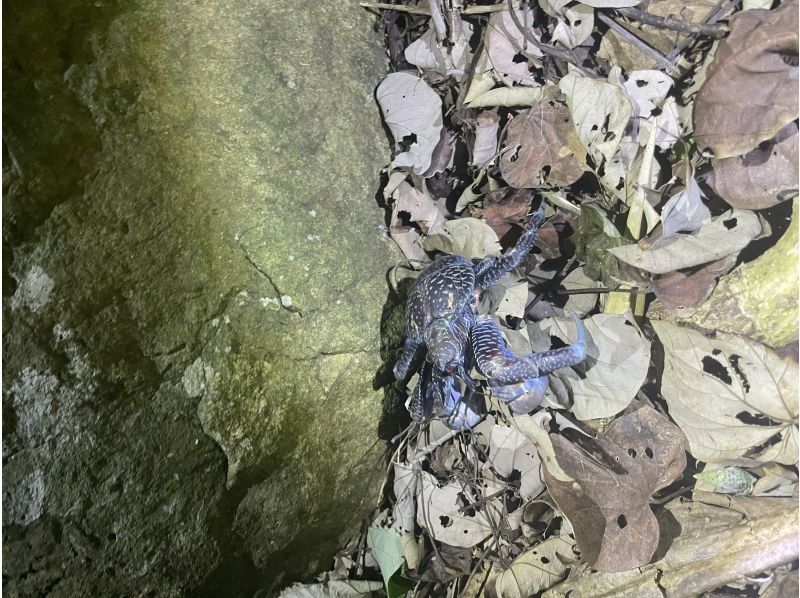 石垣島　ウミガメシュノーケル　マリンショップHAPPY のギャラリー