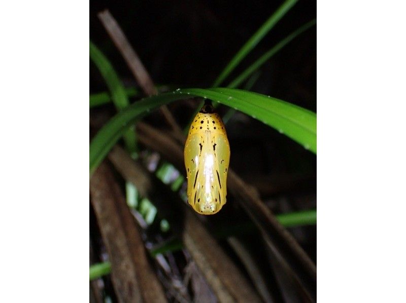 石垣島　ウミガメシュノーケル　マリンショップHAPPY のギャラリー