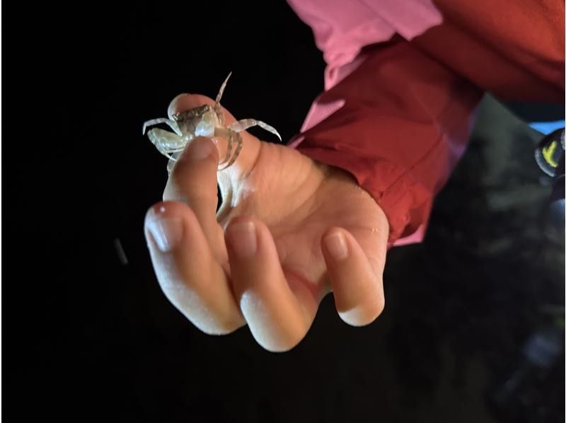 NATURE SHOP PAO のギャラリー