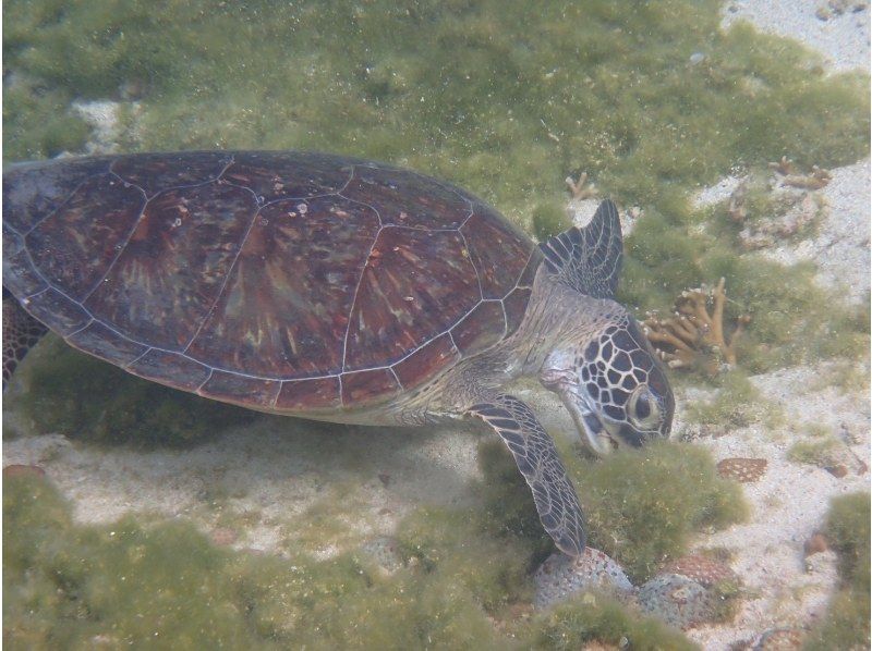 シュノーケリング・SUP専門店【シートラベラー(Sea traveler)】 のギャラリー