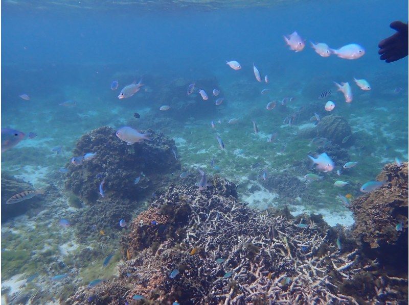 シュノーケリング・SUP専門店【シートラベラー(Sea traveler)】 のギャラリー