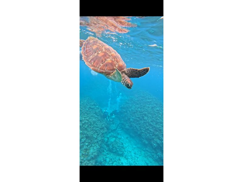 Tomorl のギャラリー