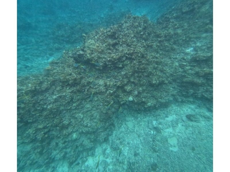 石垣島  ADVENTURE PiPi（ピピ） のギャラリー