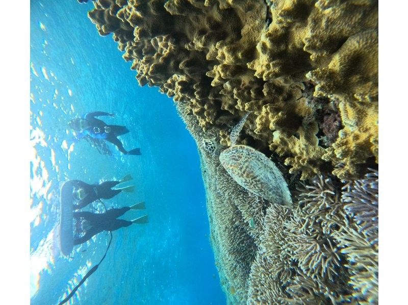 ピース のギャラリー