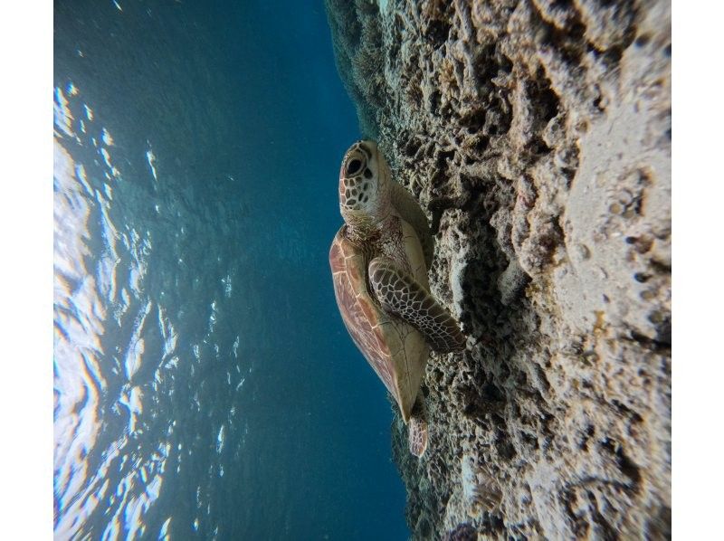 ピース のギャラリー